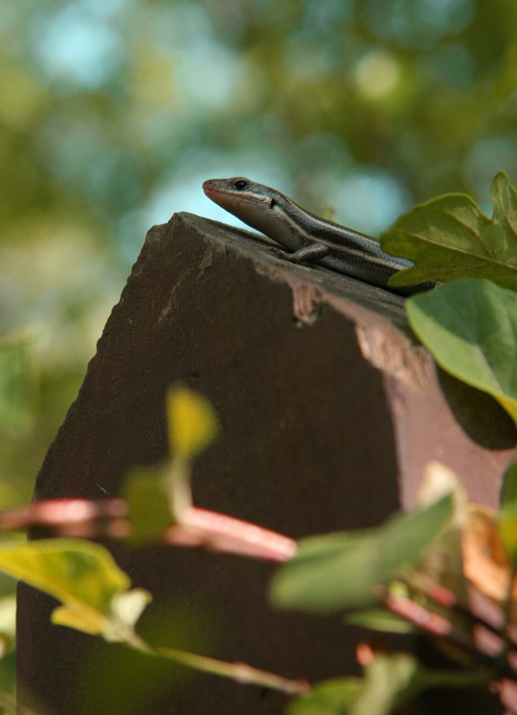 Five-lined skink Plestiodon inexpectatus looking noble atop a fence post