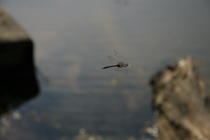dragonfly in midair - full frame
