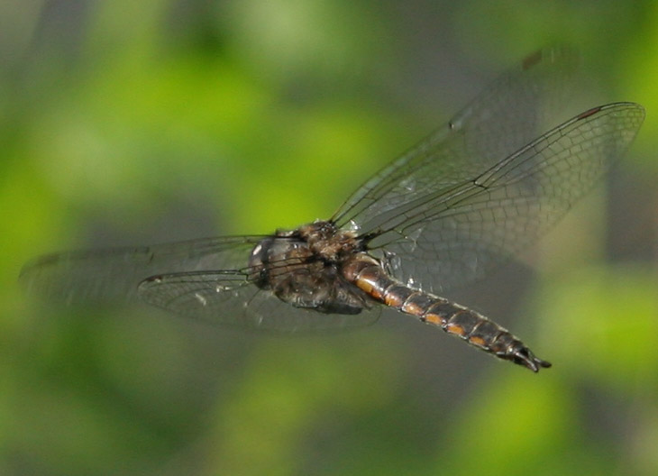 dragonfly in mid-air, tight crop