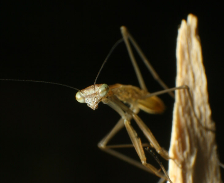 newborn Chines mantis Tenodera sinensis peering from home twig