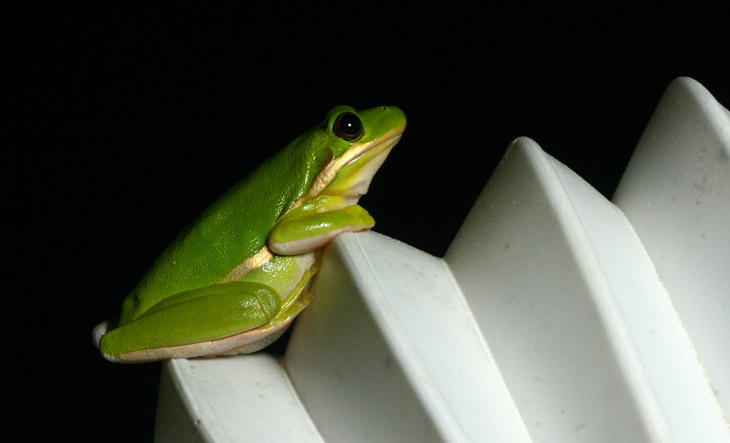 green treefrog Hyla cinerea on flexible downspout