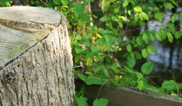 Two southeastern five-lined skinks Plestiodon inexpectatus on stump and fence