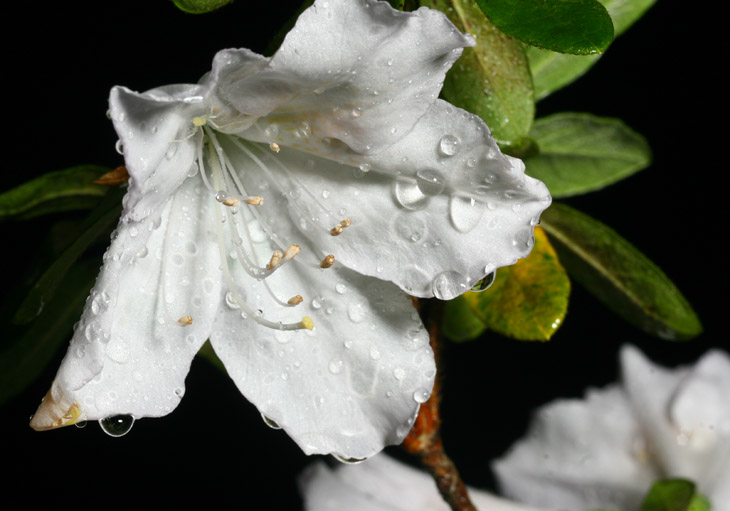 wet white azalea blossom with bonus long-legged sac yellow sac spider Cheiracanthium