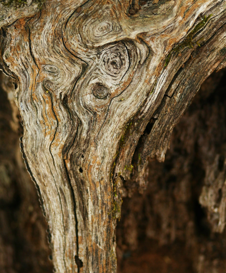 abstract dead wood "Starry Night"  patterns