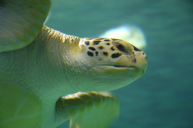 green sea turtle Chelonia mydas in NC Aquarium at Pine Knoll Shores