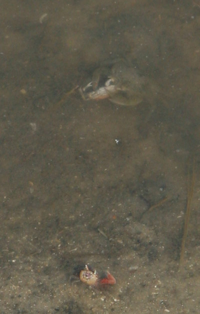fiddler crabs, possibly Atlantic sand fiddler Uca pugilator, being preyed upon by unidentified aquatic crab in shallows