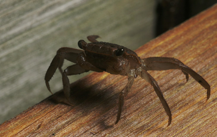 march crab Sesarma cinereum on edge of deck