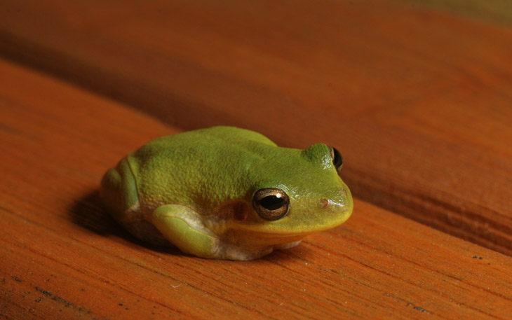 green treefrog Hyla cinerea hanging out on deck chair