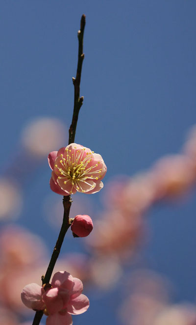 pink cherry blossoms against blue sky