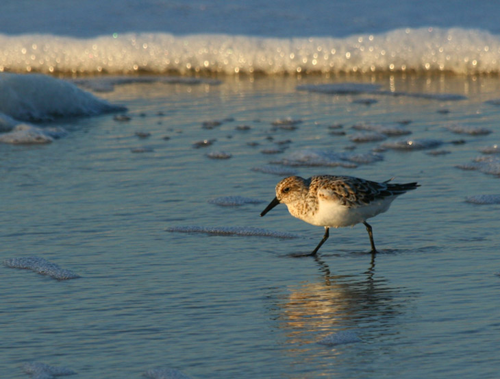 sanderling Calidris alba running along the tide line