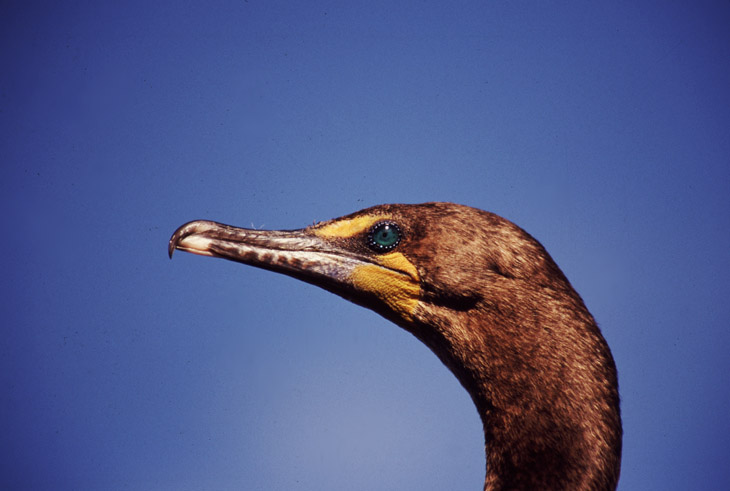 double-crested cormorant Phalacrocorax auritus in profile against blue sky