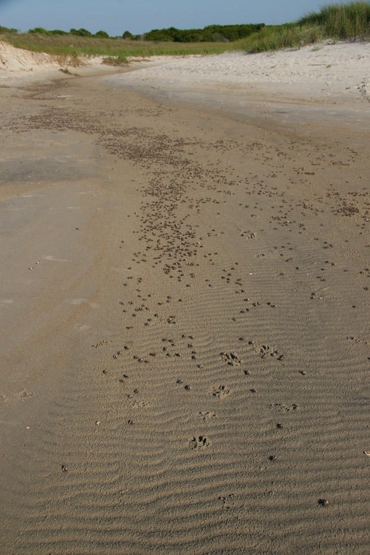 thousands of fiddler crabs, possibly Atlantic sand fiddler Uca pugilator, following tidal channel inland
