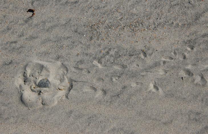 Atlantic ghost crab Ocypode quadrata having hidden itself in soft sand