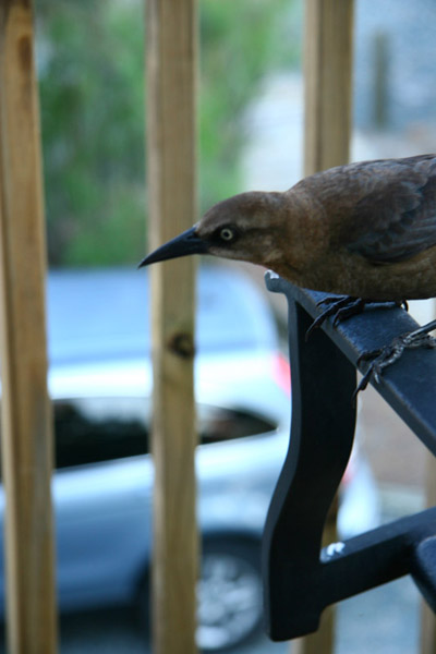 boat-tailed grackle Quiscalus major ready to steal Doritos