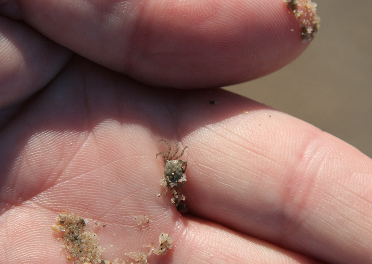 unidentified tiny crab species in palm