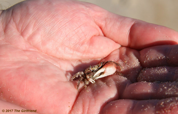 fiddler crab, possibly Atlantic sand fiddler Uca pugilator, in palm for scale