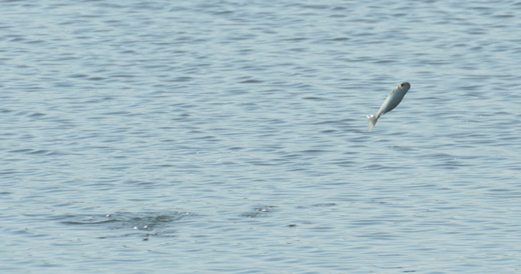 fish leaping from Big Hammock Sound