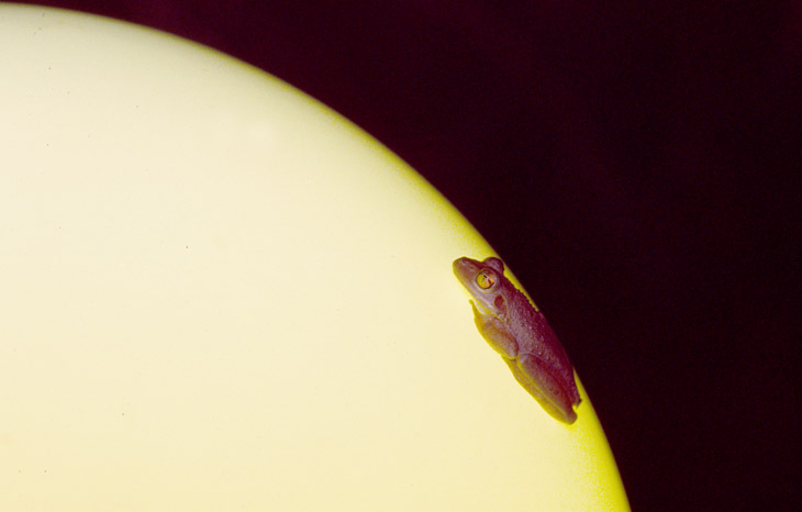 Cuban treefrog Osteopilus septentrionalis dozing on light globe