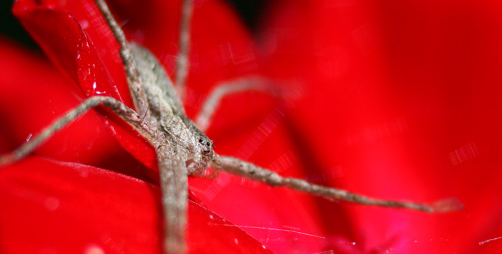 slender crab spider Tibellus maritimus on geranium blossom