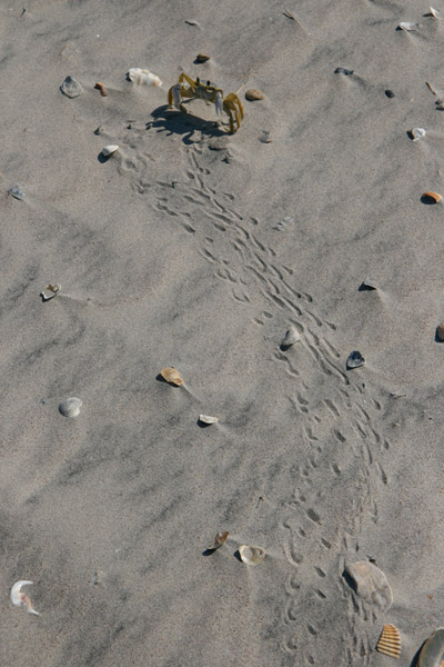 Atlantic ghost crab Ocypode quadrata showing trail across beach