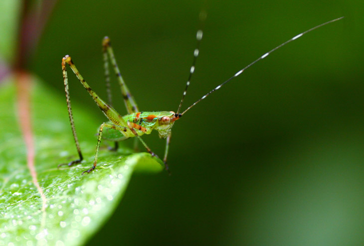 juvenile katydid with early morning dew