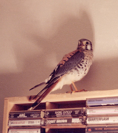 American kestrel Falco sparverius perched on cassette rack