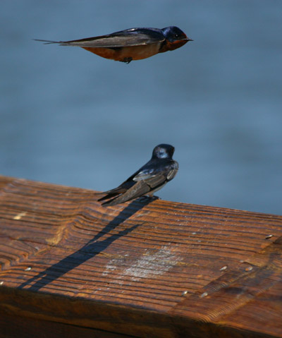 barn swallows Hirundo rustica in a fortunate moment