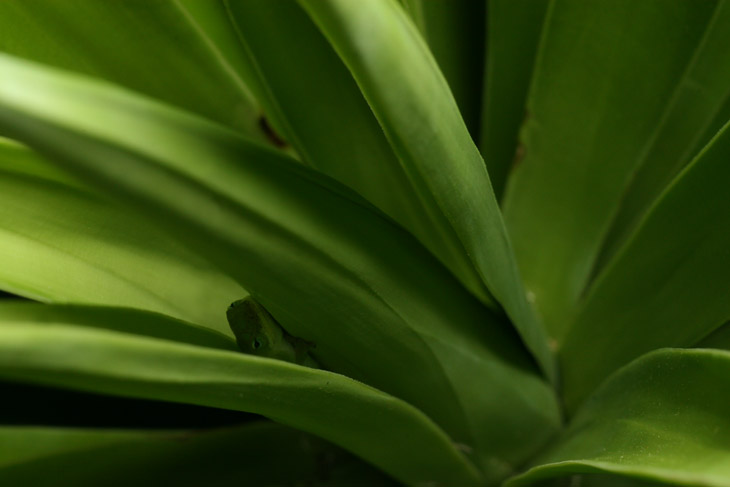 green anole Anolis carolinensis hiding within fronds of plant, possibly yucca