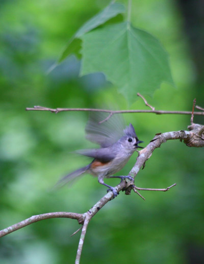 male tufted titmouse Baeolophus bicolor making a fuss