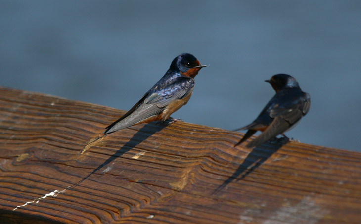 barn swallow Hirundo rustica pair sitting on railing