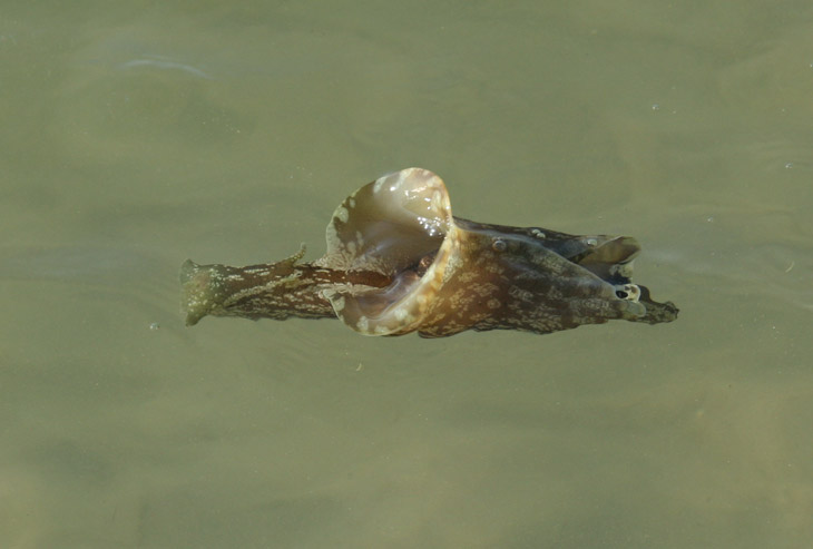 Mottled sea hare Aplysia fasciata swimming
