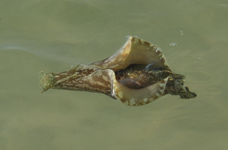 Mottled sea hare Aplysia fasciata swimming