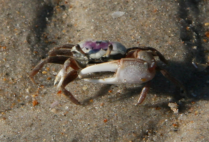 fiddler crab, possibly Atlantic sand fiddler Uca pugilator, posed on tidal flat