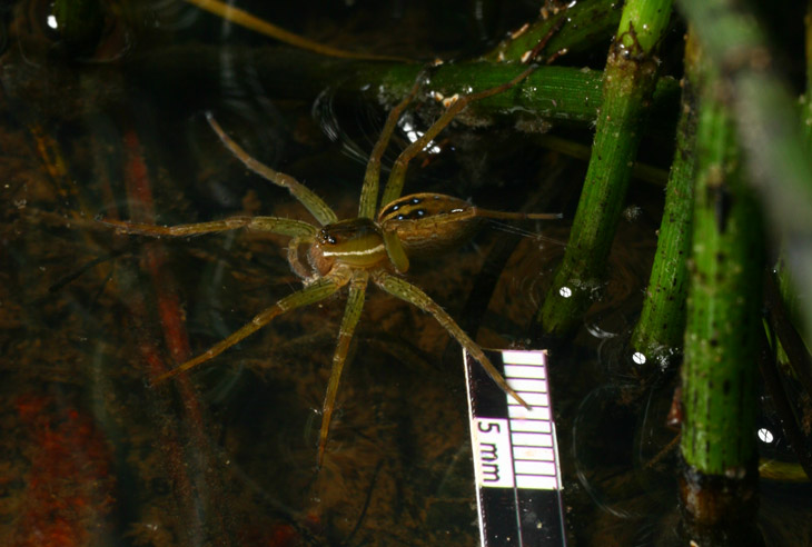 six-spotted fishing spider Dolomedes triton with measuring scale