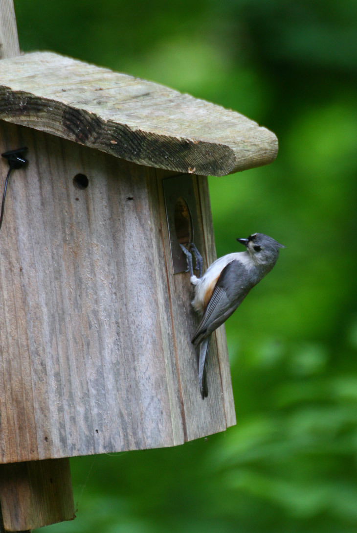 female tufted titmouse Baeolophus bicolor on side of nest box