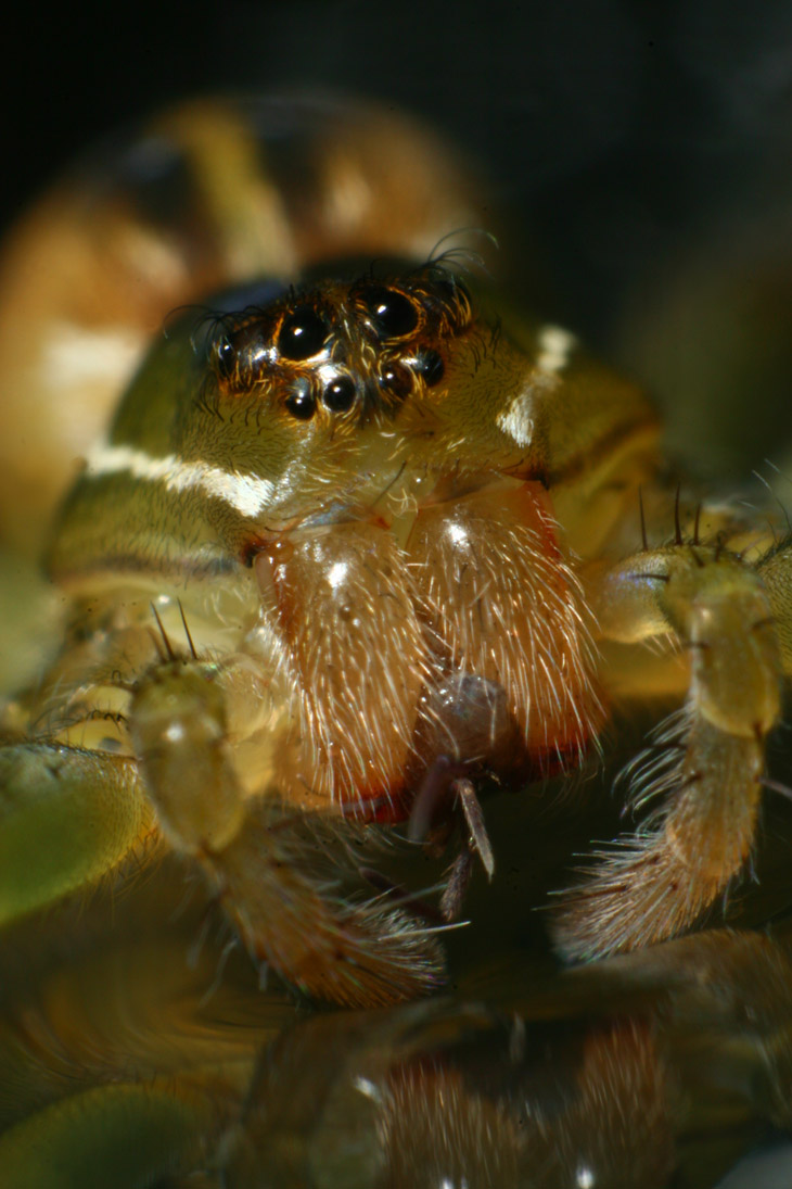 extreme closeup of juvenile female six-spotted fishing spider Dolomedes triton showing prey