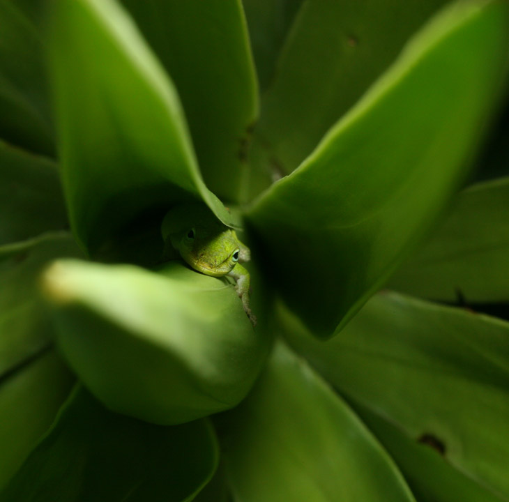 green anole Anolis carolinensis watching me attempt to get a decent photo