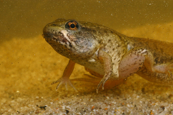 green frog tadpole Lithobates clamitans with four legs