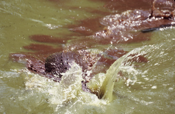 American alligator Alligator mississippiensis thrashing sideways into water
