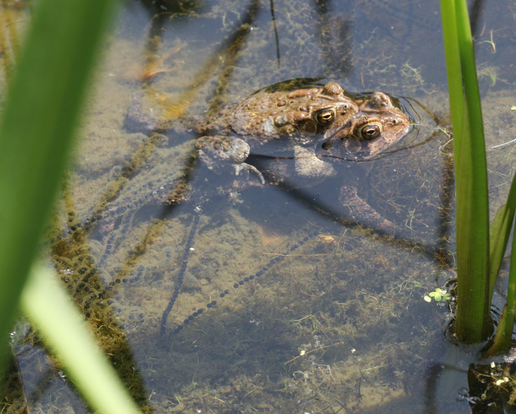 American toads Anaxyrus americanus producing egg strands in pond