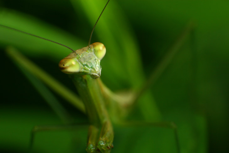 juvenile Chinese mantis Tenodera sinensis emoting