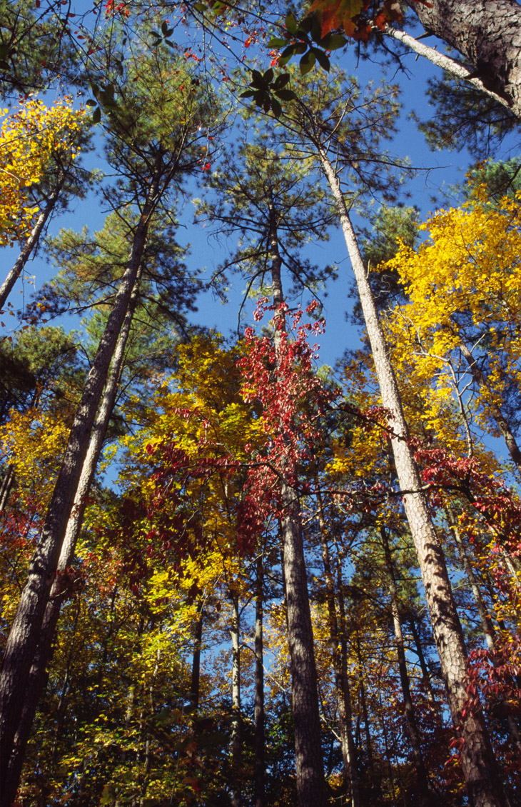 tall trees in Duke Forest showing variety of fall colors