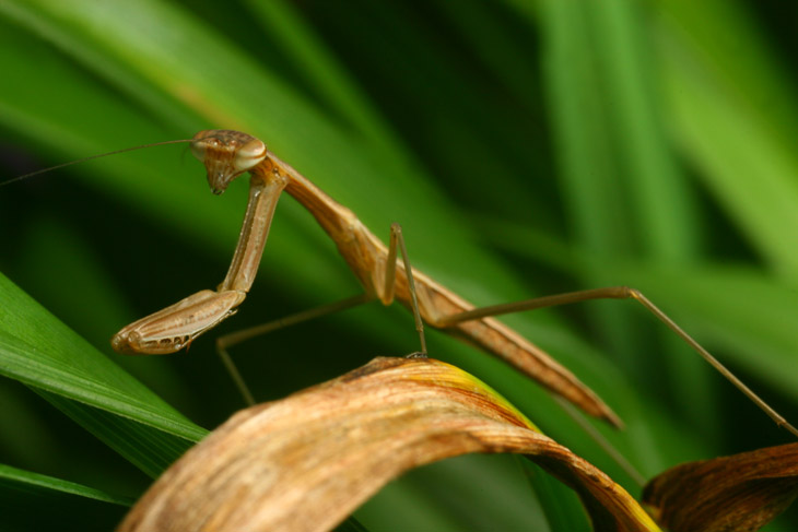 juvenile Chinese mantis Tenodera sinensis not looking back over shoulder