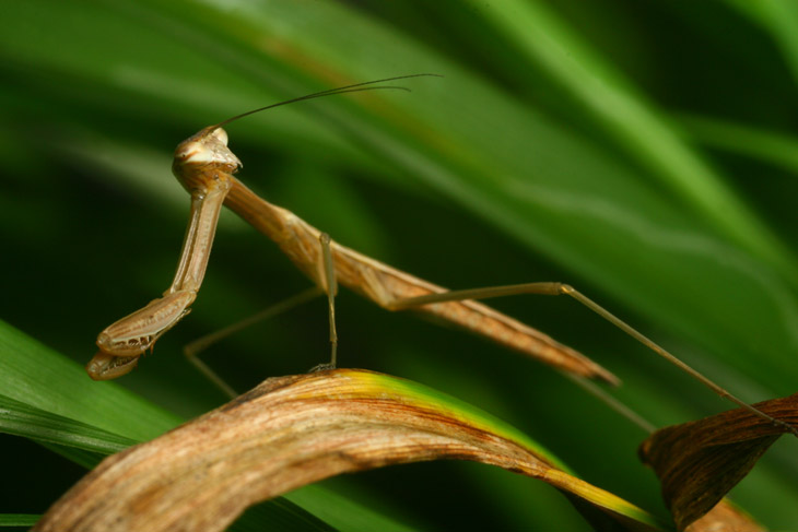 juvenile Chinese mantis Tenodera sinensis looking back over shoulder