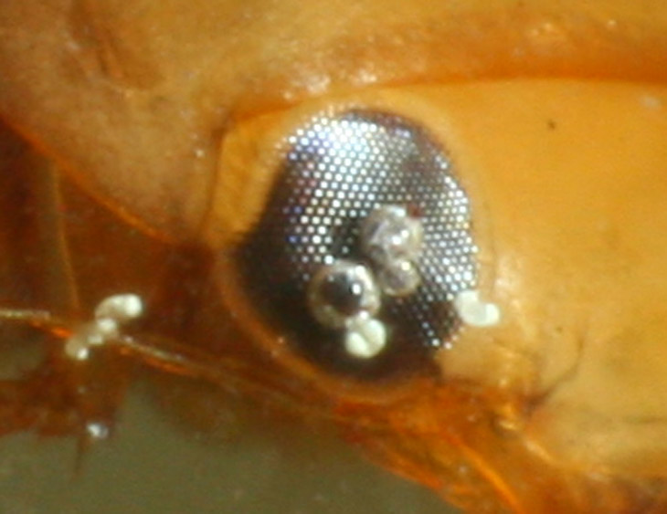 200 percent resolution image of same beetle's eye
