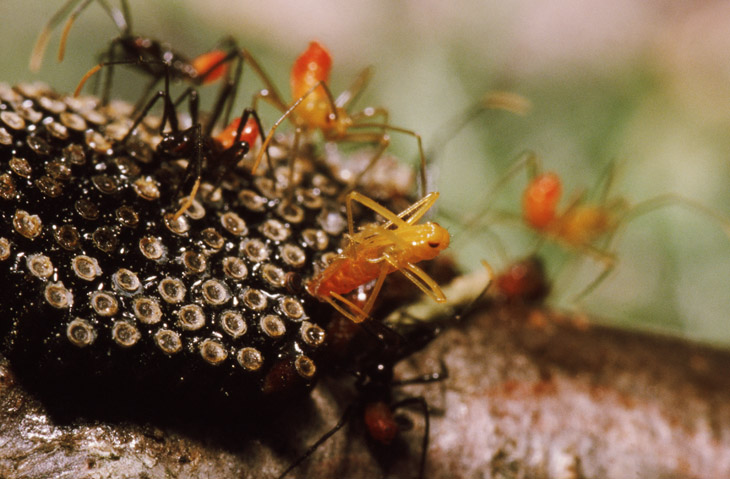 wheel bug Arilus cristatus hatching from egg cluster