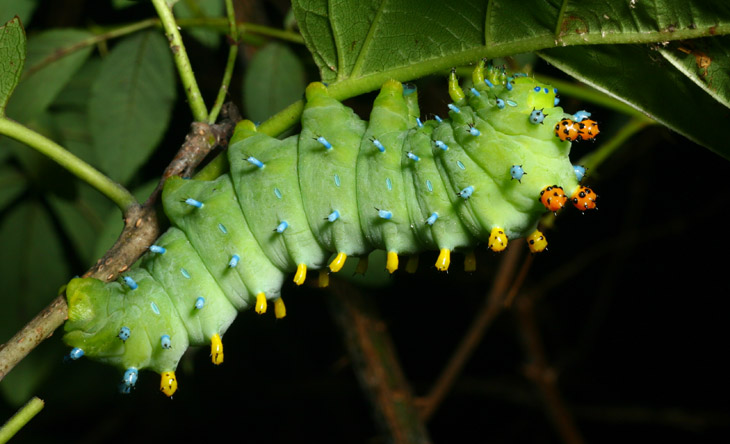 Cecropia moth Hyalophora cecropia caterpillar profile