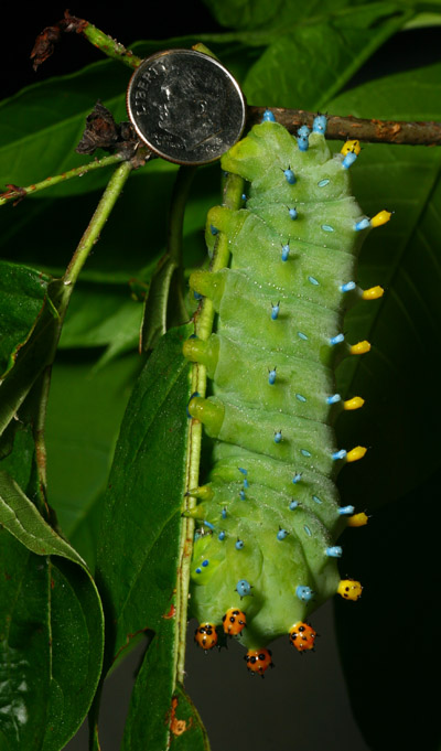 cecropia moth Hyalophora cecropia caterpillar with dime for scale