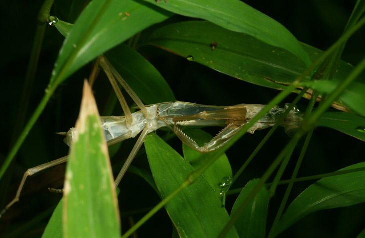 molted exoskeleton of Chinese mantis Tenodera sinensis