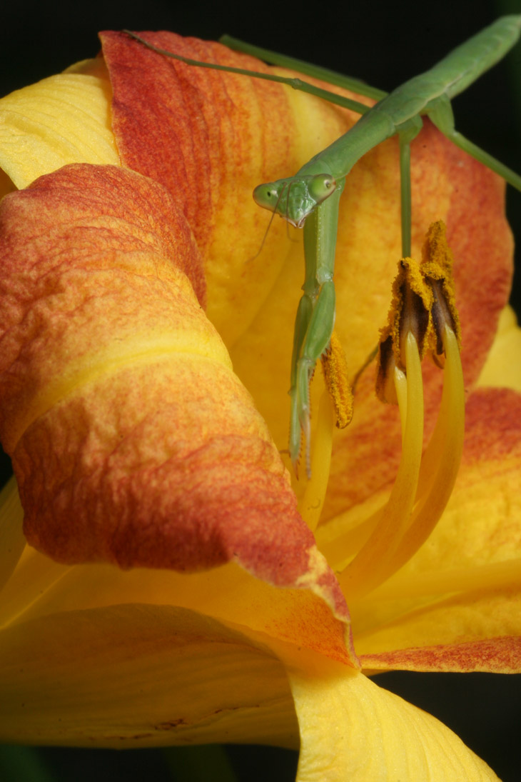 Chinese mantis Tenodera sinensis posed atop day lily blossom Hemerocallis